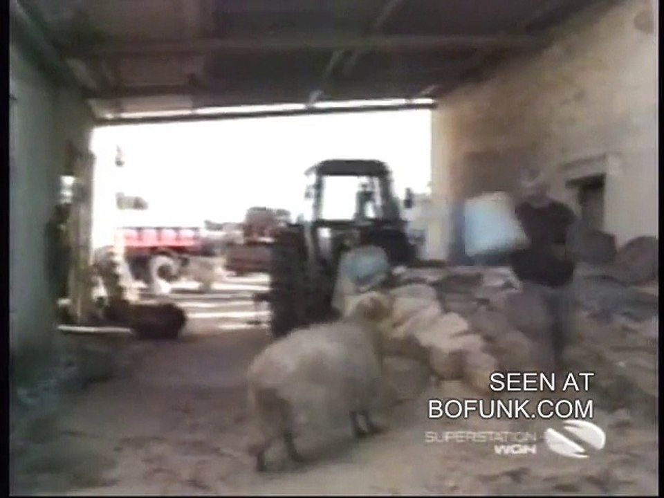 Angry sheep