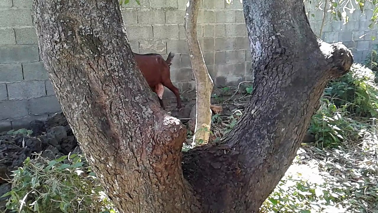 JED'S FARM:LA CHEVRE ET SON PETIT TI-CABRIS .