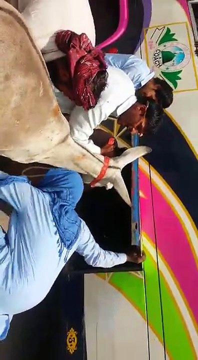donkey in bus very funny video