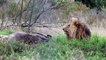 Un lion charge des photographes animaliers qui le dérangeait pendant son repas