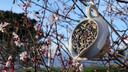 DIY : transformez une saucière en mangeoire pour oiseaux !