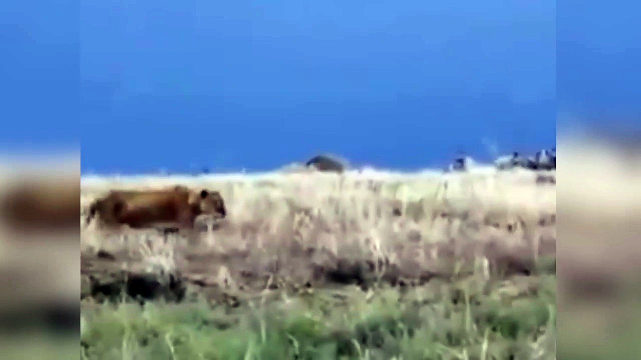 Il ne faut pas réveiller un hippopotame même quand on est un lion !