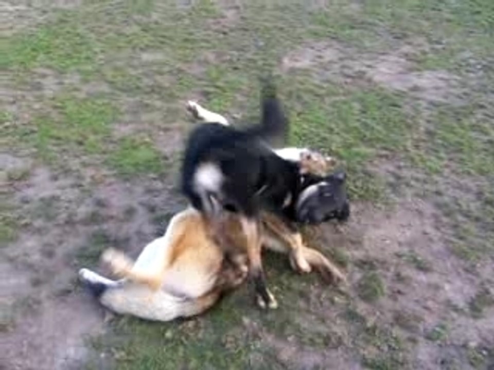 Loup et Devil