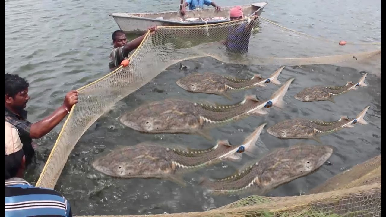 PESCA ARTESANAL EN ASIA