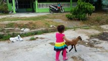 Baby Goat Play with Kids and Enjoy very Funny jumping of Baby Goat.