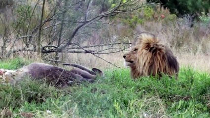 Espeluznante : cuando un león se lanza hacia ti