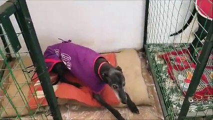 Cafú 2017 en sus 12 años