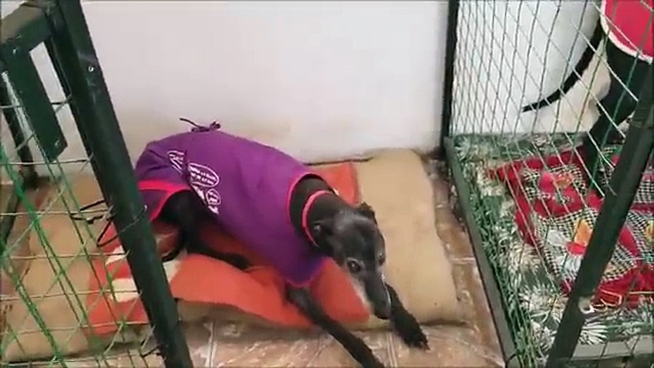 Cafú 2017 en sus 12 años