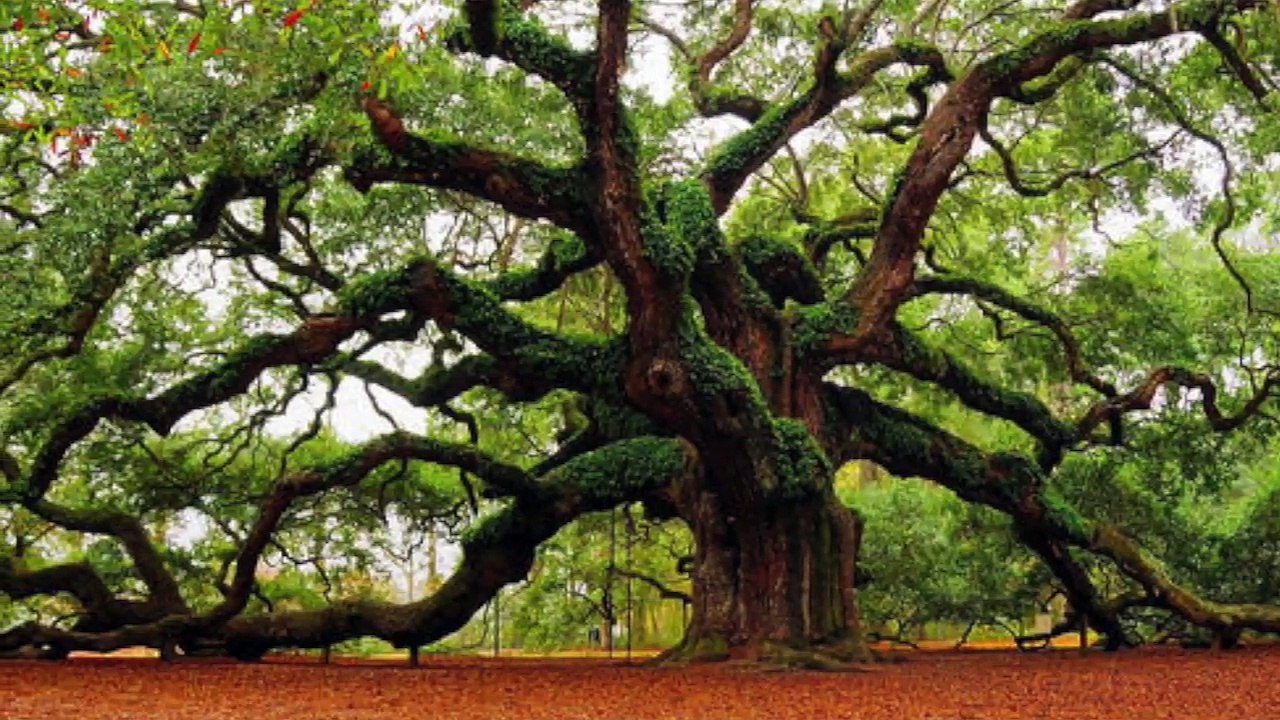 D'où vient la matière d'un arbre
