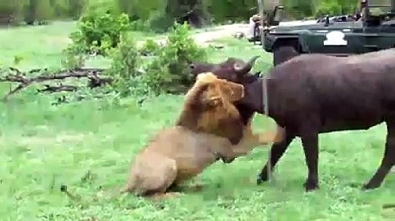 leao mata bulfulo