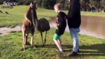 Kanguru, çocuğu böyle yumrukladı