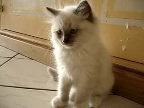 Quelques secondes de mon Charlie à 2 mois