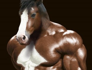 3 Most MUSCULAR ANIMALS