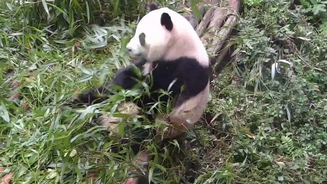 Quelques chutes de pandas