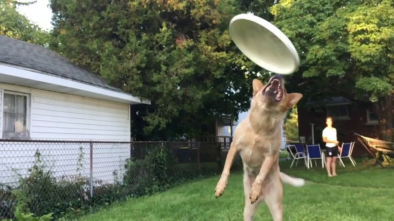 Se prendre un chien en pleine face ça fait mal... FAIL en Frisbee