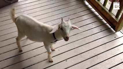 Download Video: Comment geler le cerveau d'une chèvre... Avec une glace