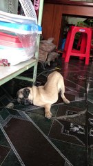 Cười "té ghế" với vẻ hờn dỗi của chú chó "thánh ăn vạ" vì vị tiêm phòng