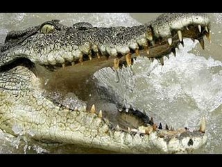 Cocodrilo mata a niño en Michoacán