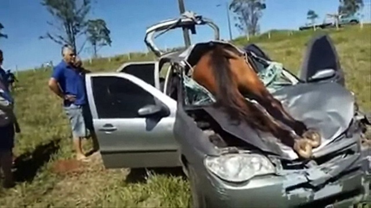 Arabaların Hayvanlarla Çarpışması ( Videolu ) - Collision of Animals with Animal