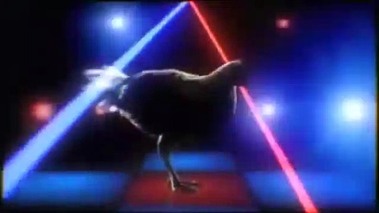 çok komik Tavuk şarkısı