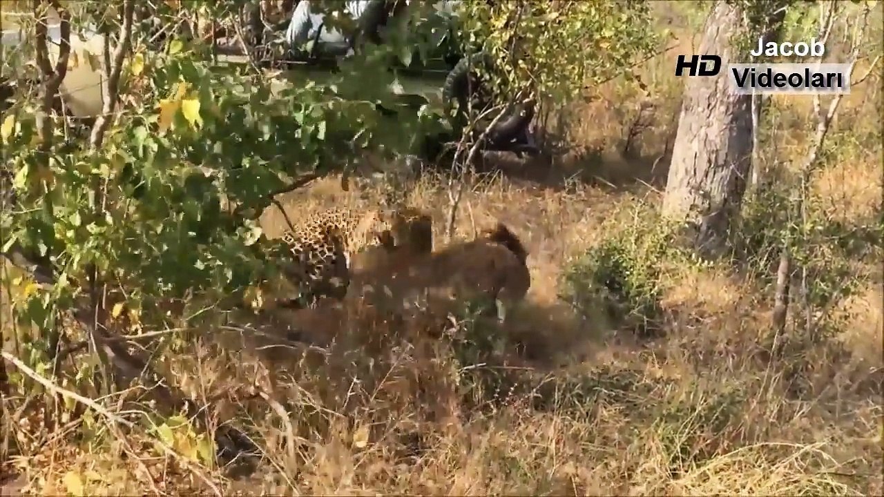 LEOPARD vs HYENA Real Fight ►► Lion Crocodile Gorilla (Big Baboon) Cheetah Wild Animal Att