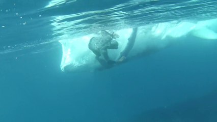 Ce plongeur échappe de peu au saut d'un bébé baleine dans l'eau !
