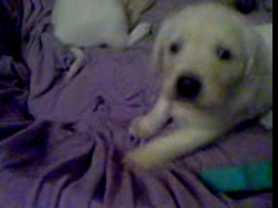 Hundebabys