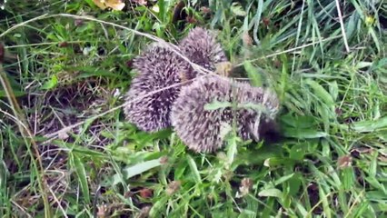 bébés hérissons, bebés erizos, Babys Igel, babies hedgehogs by 41HEART
