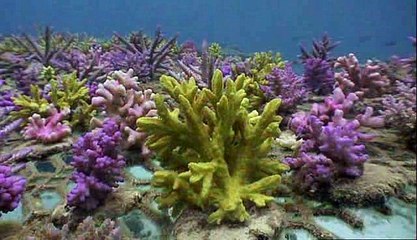 Pacifico Sur (South Pacific) Capitulo 6 Paraiso fragil