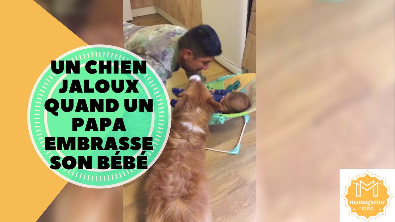 Un chien jaloux quand un papa embrasse son bébé!