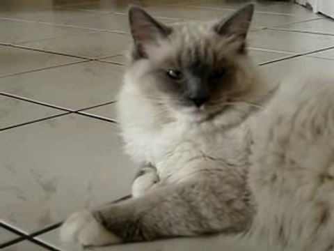 Quelques secondes de mon Candide à 6,5 mois