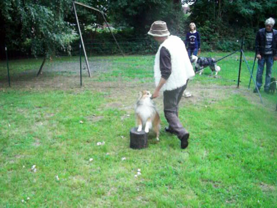 Dog dancing 1