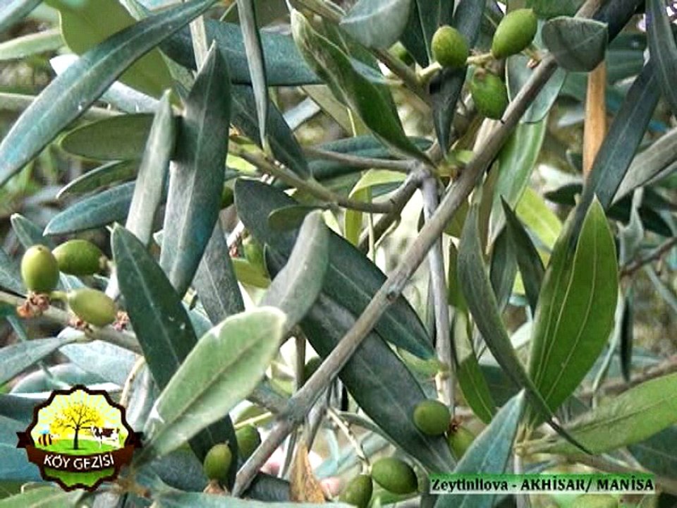 329 Zeytinliova Akhisar