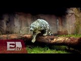 Leopardo de las nieves llega al zoológico de Chapultepec/ Comunidad