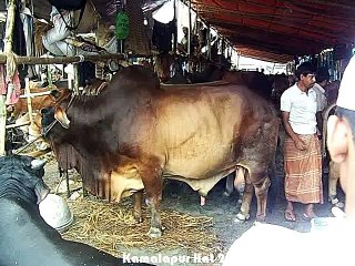Qurbani Eid In Bangladesh