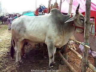 Qurbani Eid In Bangladesh