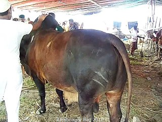Qurbani Eid In Bangladesh