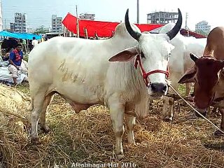 Qurbani Eid In Bangladesh