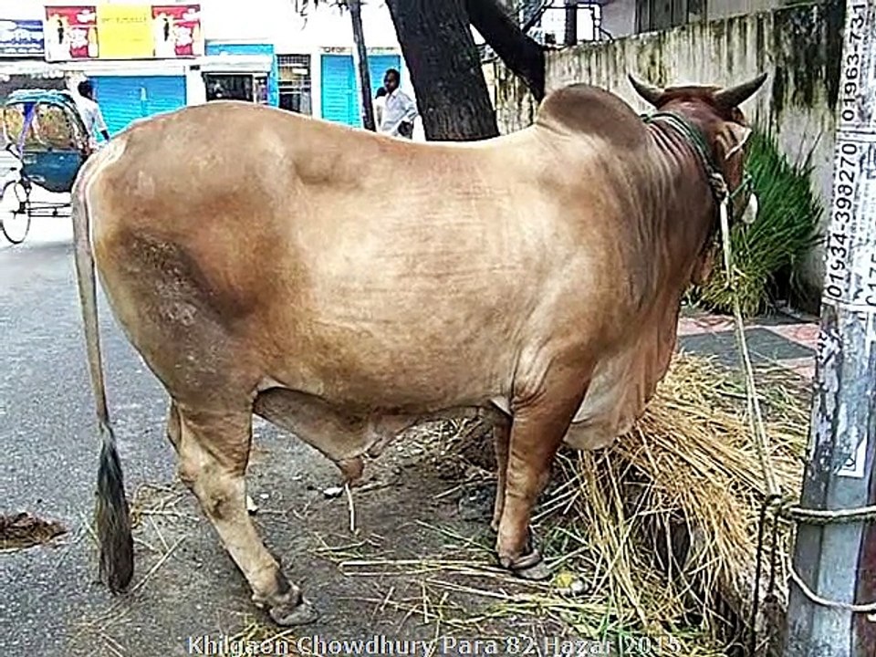 Qurbani Eid In Bangladesh