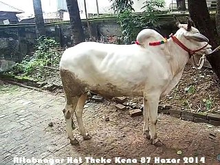 Qurbani Eid In Bangladesh