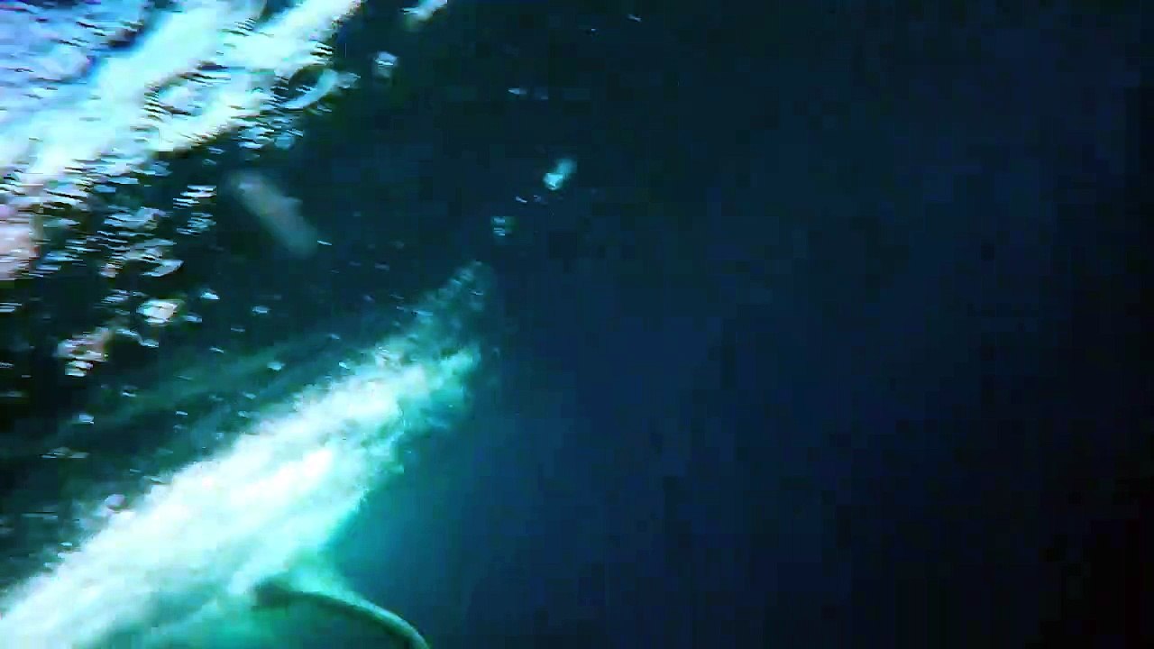 Une baleine saute et passe à quelques centimètr...