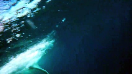 Ballena salta y cae a pocos centímetros de buzo