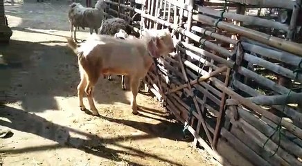 Jual kambing kurban wonogiri harga murah Rp 1,5 Jt