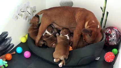 41ème Vidéo Les Petits Pétards de STAFFORDLAND