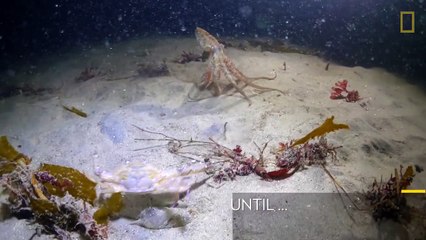 Octopus vs. Crab Battle Takes an Unexpected Turn | National Geographic