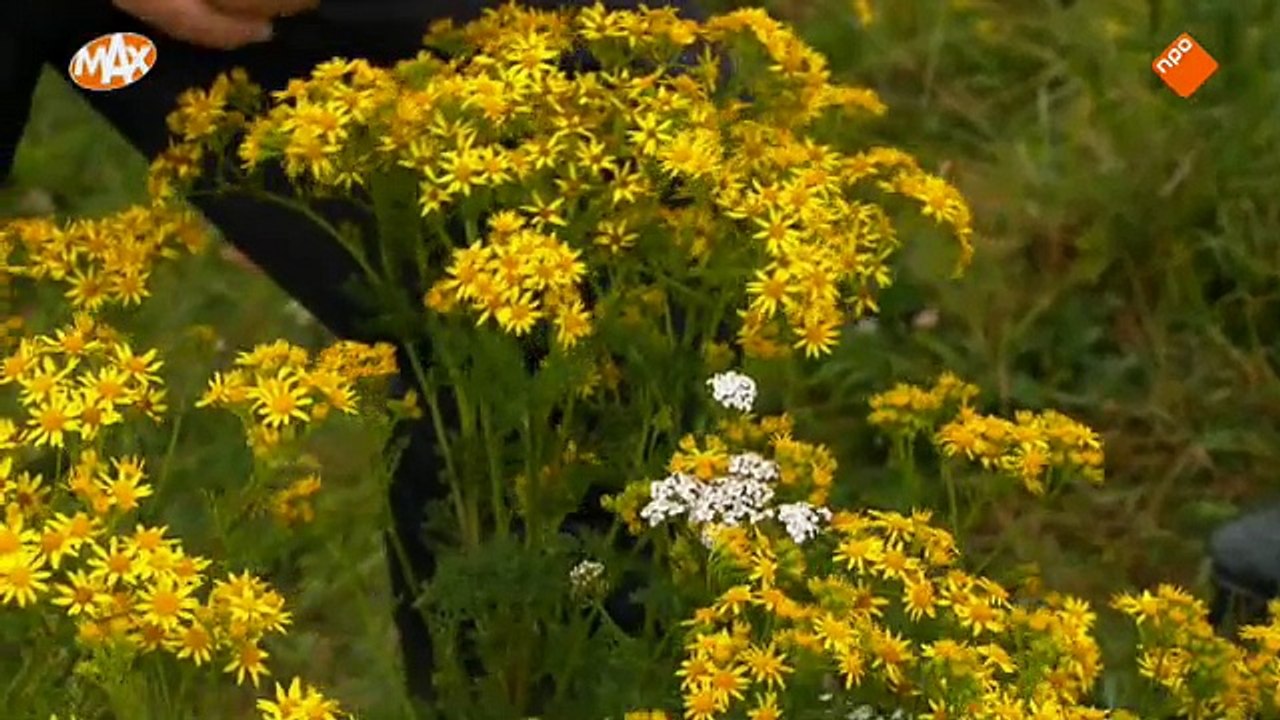 Baardmannetjes [20140815] De Biesbosch