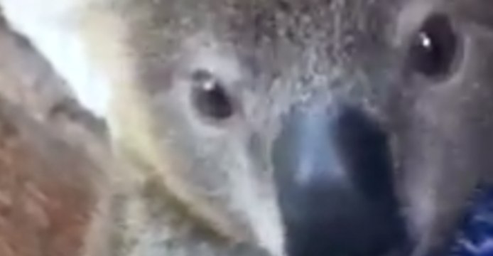 Tiny Joey Gets His Tree Climbing On