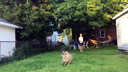 Ce chien voulait attraper son frisbee !