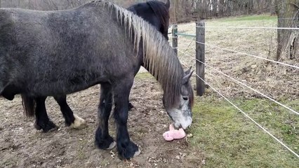 Caballo se descuida y perro le roba su juguete