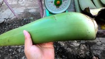 La Nha dam giong thành phẩm Thái Aloe vera